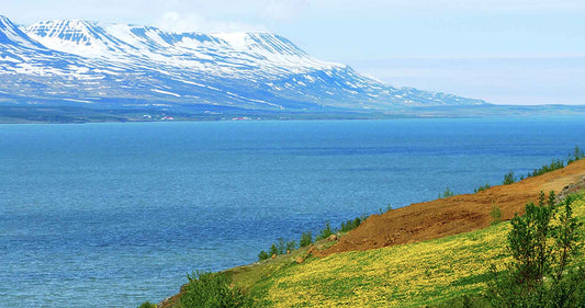 Icelandic landscape: snowy mountains, blue sea, and green meadow with yellow flowers