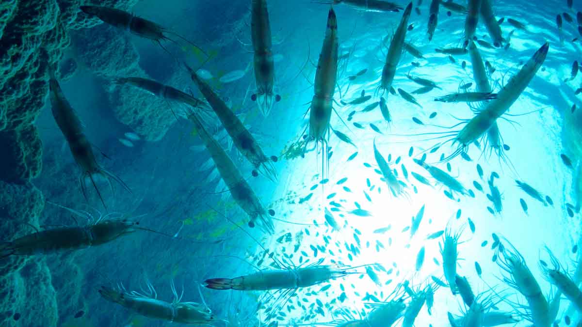 Marine Chitosan: A natural fiber derived from the shells of shrimp. It works by binding to dietary fats in the gut before they can be absorbed, to support healthy digestion and fat metabolism.