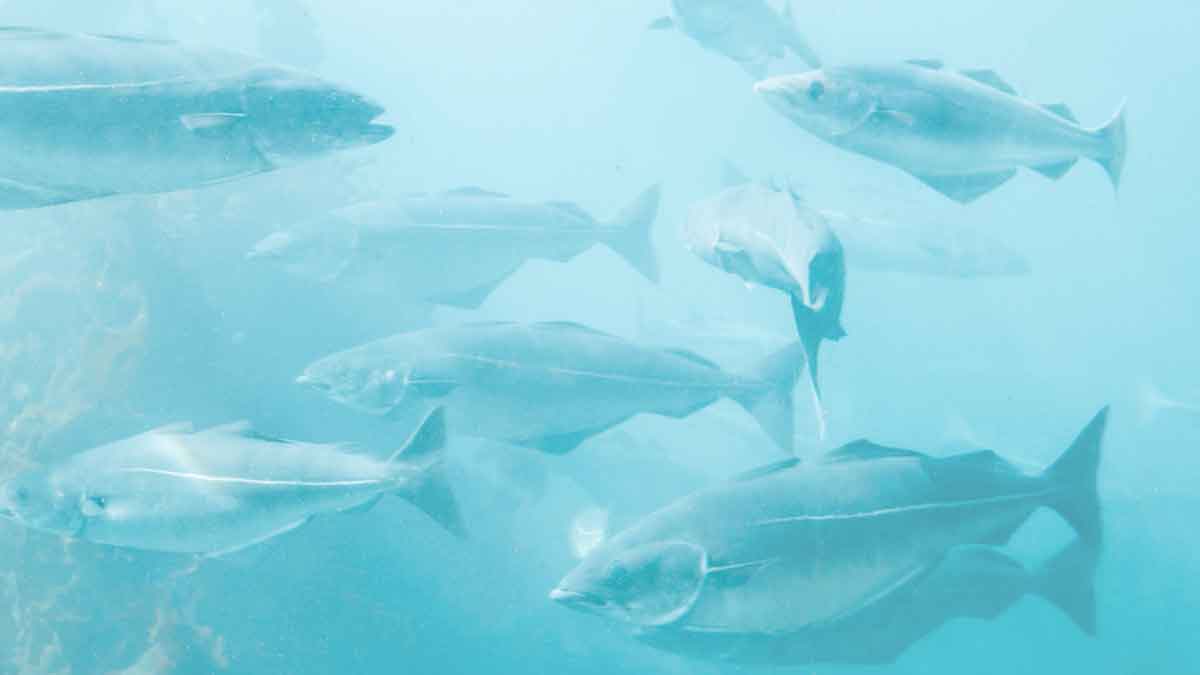Marine Collagen: A rich source of high-quality protein, it is highly bioavailable and naturally rich in essential amino acids that support protein synthesis, tissue repair, and nutrient absorption.